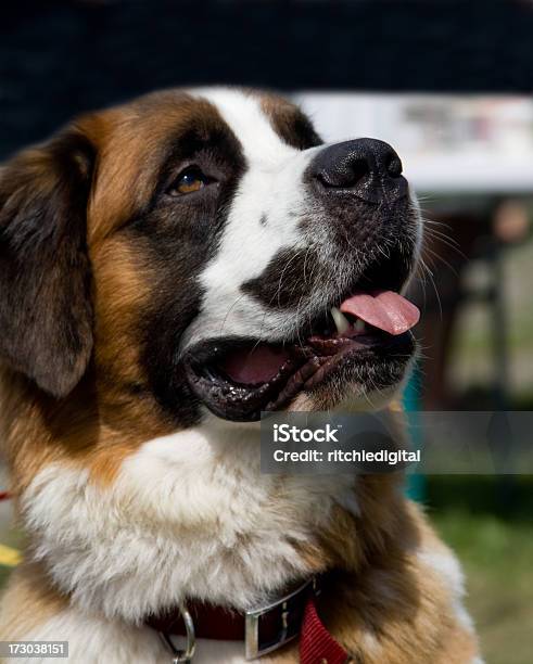 St Bernard Puppy Stock Photo - Download Image Now - Animal, Animal Hair, Canine - Animal