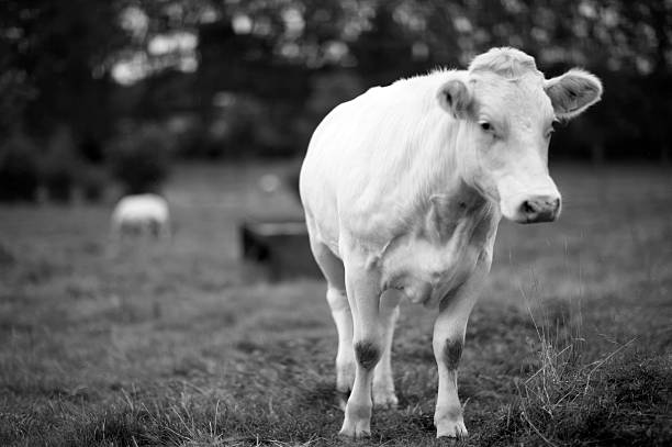 istock Single cow in black and white 173038158