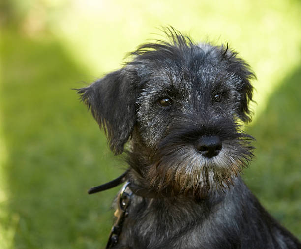 istock Cute alert black puppy 173038263