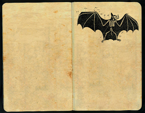 bat morfologia caderno de esboços - anatomy sketch pad retro revival old imagens e fotografias de stock