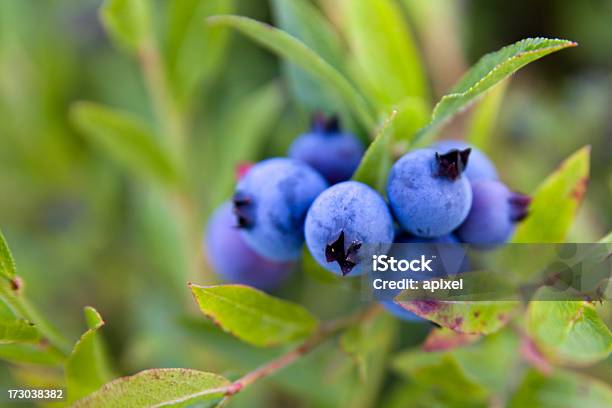 Foto de Wild Mirtilo e mais fotos de stock de Alimentação Saudável - Alimentação Saudável, Antioxidante, Baga - Fruta