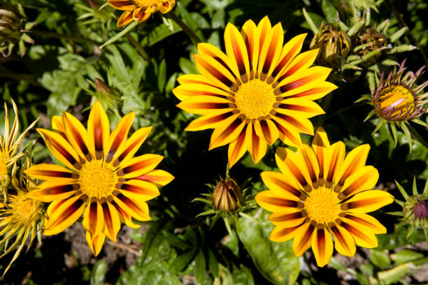 Native to South Africa, Gazania, also called Treasure flower or African daisy, is a perennial exhibiting brightly colored daisy-like flowers such as red, yellow, orange, pink and white. The flower can also be two-tone or multi-colored. Showy blooms appear in early summer through early fall.