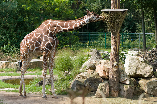Giraffe eating.