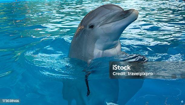 Delfin - zdjęcia stockowe i więcej obrazów Część ciała zwierzęcia - Część ciała zwierzęcia, Delfin, Fotografika