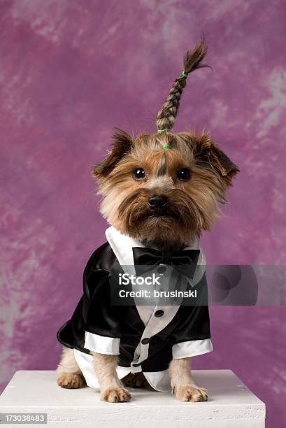 Photo libre de droit de Chien En Costume banque d'images et plus d'images libres de droit de Costume habillé - Costume habillé, Chiot, Chien