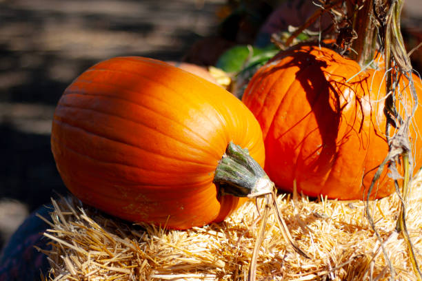 istock Halloween pumpkins on a hay bale 1730392333