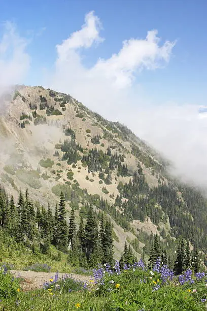 Photo of Alpine Mist Wildflower Meadow