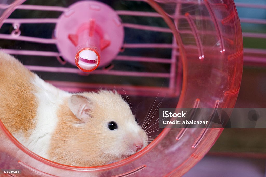 hamster - Foto de stock de Animal royalty-free