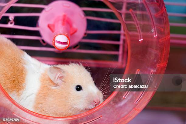 Foto de Hamster e mais fotos de stock de Animal - Animal, Animal de estimação, Correr