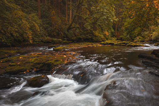 Landscape of a beautiful creek flowing peacefully through an autumn woodland forest in the Washington, Pacific Northwest United States