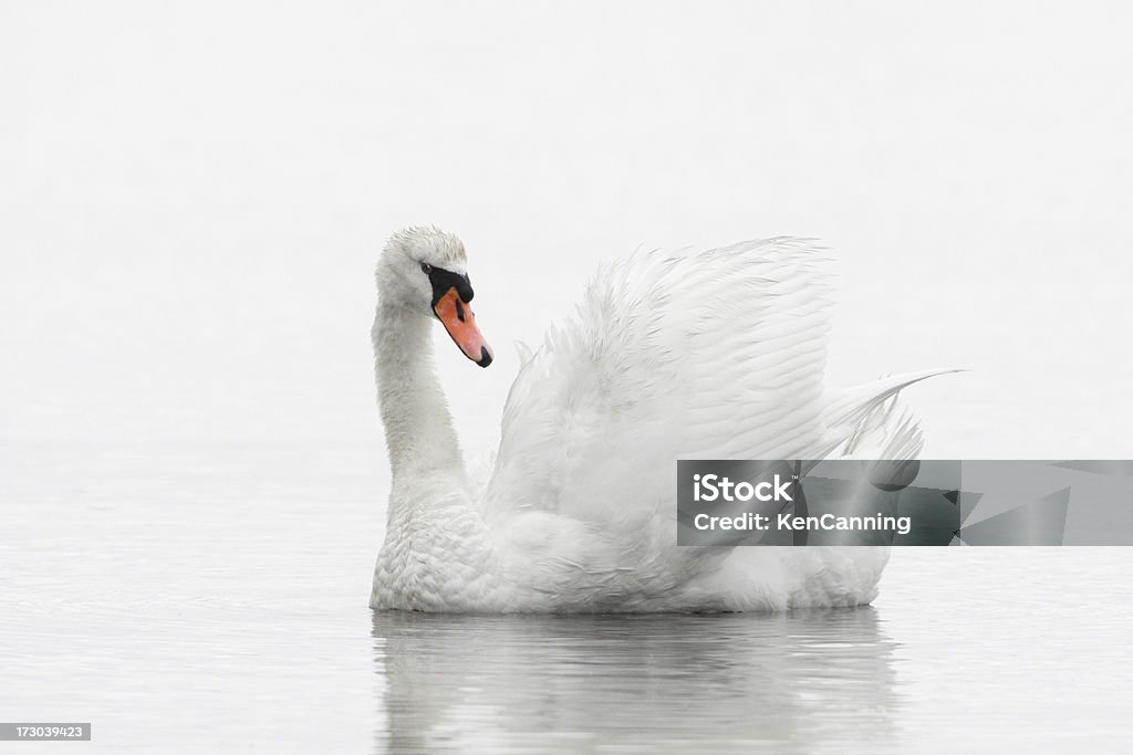 White Swan Schwimmen - Lizenzfrei Schwan Stock-Foto