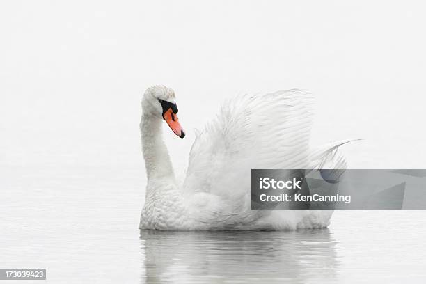 Bianco Cigno Nuoto - Fotografie stock e altre immagini di Bianco - Bianco, Cigno, Sfondo bianco