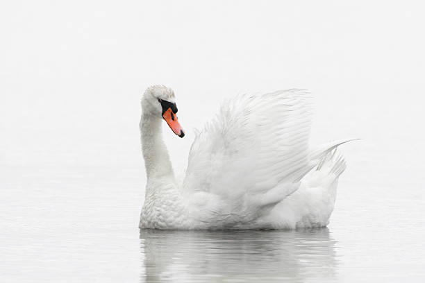 istock White Swan Swimming 173039423