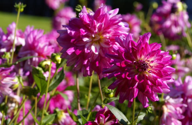 istock Pink colored dahlias 173039439