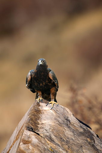 Mature Male Golden Eagle standing on a rock with shallow depth of field.