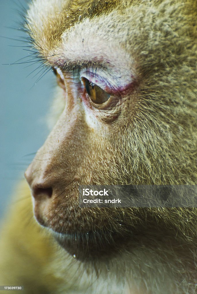 Close-Up de-Macaco - Royalty-free Animal Foto de stock