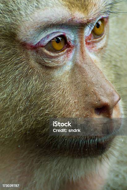 Makake Monkey Nahaufnahme Stockfoto und mehr Bilder von Affe - Affe, Baum, Fotografie