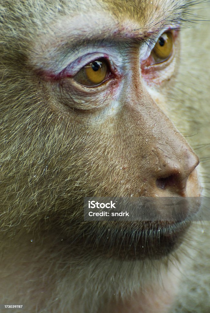 Macaque Monkey gros plan - Photo de Arbre libre de droits