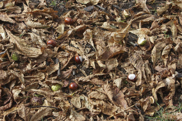 istock Conkers and conker cases in dead horse chestnut leaves 173039788