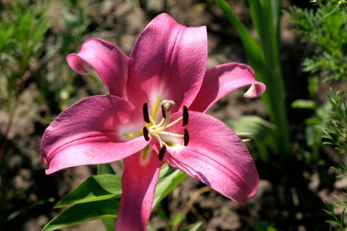 A pretty pink lilies close-up on green background.