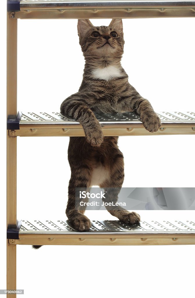 Кошка восхождение по лестнице - Стоковые фото Без людей роялти-фри
