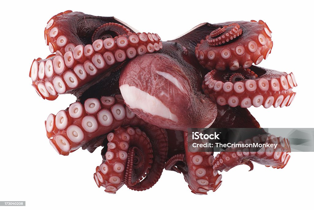 Oktopus, Ansicht von oben - Lizenzfrei Krake - Cephalopode Stock-Foto