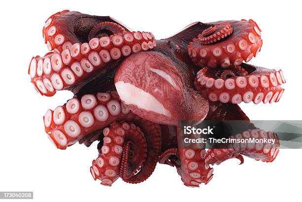 Oktopus Ansicht Von Oben Stockfoto und mehr Bilder von Krake - Cephalopode - Krake - Cephalopode, Tentakel, Freisteller – Neutraler Hintergrund