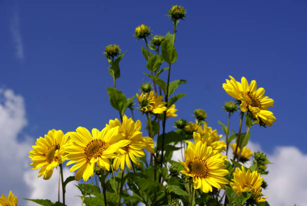 istock Many sunflowers in front of a sky 173040325