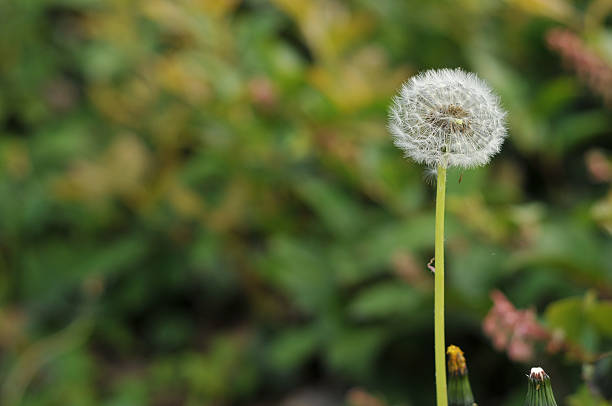 Dandelion stock photo