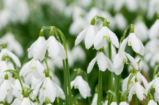 Close up of a group of fresh snowdrop flowers