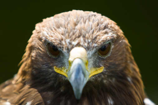 A Golden Eagle staring straight at the camera.