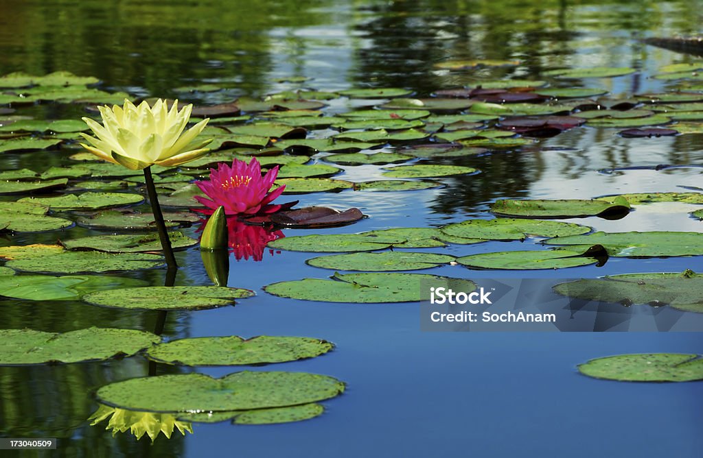 Loto rosa e giallo Waterlily - Foto stock royalty-free di Acqua