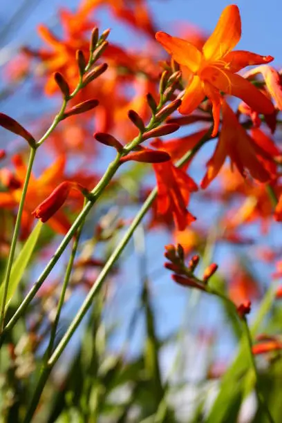 Beautiful Montbretia flowers against blue sky. Focus on flower in the front