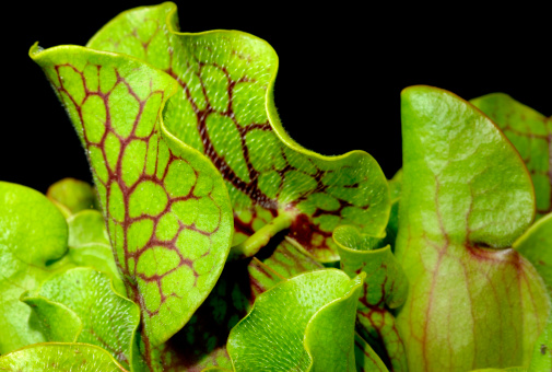 Portrait image of carnivorous plant showing venation on pitcher leaf