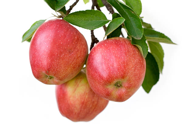 사과들 한 지점 - apple tree branch 뉴스 사진 이미지