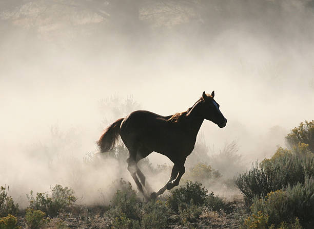 istock Cowboys and wranglers series 3 173040791