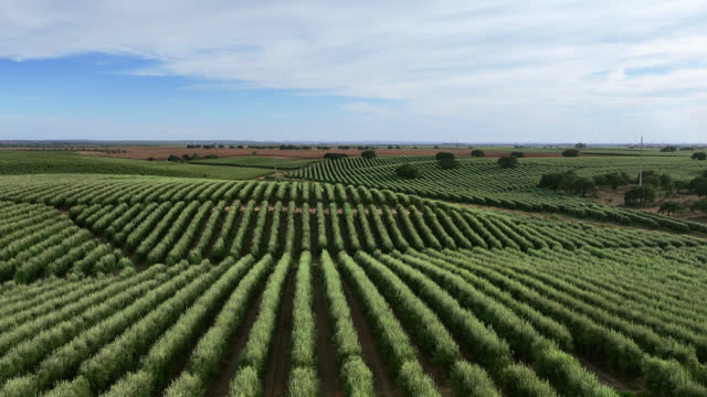 Drone image flying over a green olive grove in Portugal