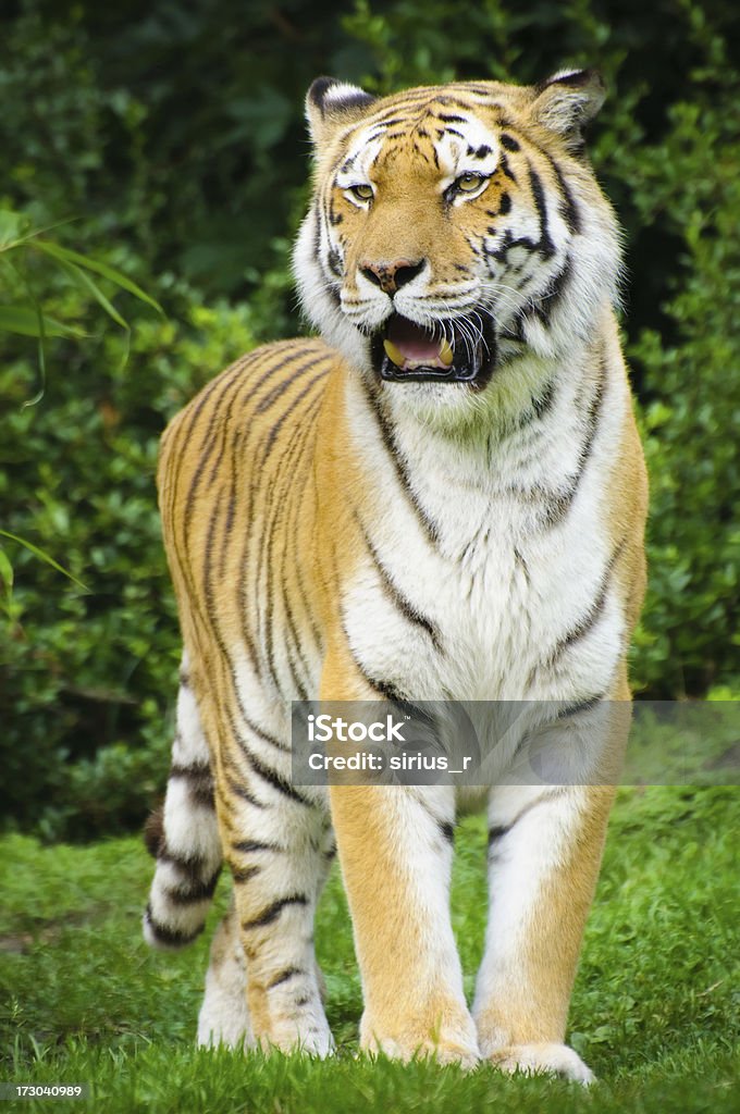 tiger Porträt - Lizenzfrei Aggression Stock-Foto