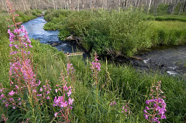 Fire Weed, Primrose,Onagraceae at High Mountain Creek after Forest Fire Rebirth