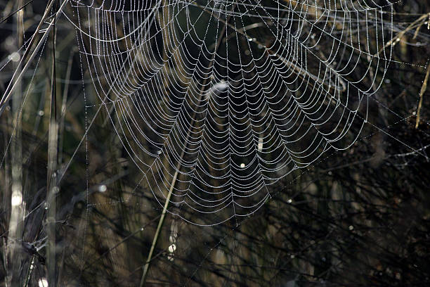 istock Spider's web hung with catenas of morning dew 173041843