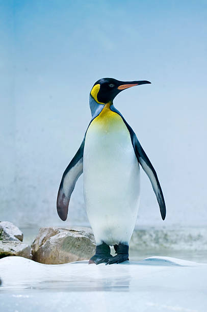 King penguin stock photo