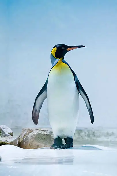 King penguin.