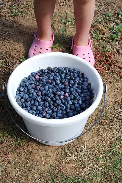Full bucket of blueberries at the feet of a little girl.