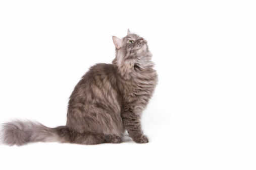 A gray Siberian cat isolated on a white background