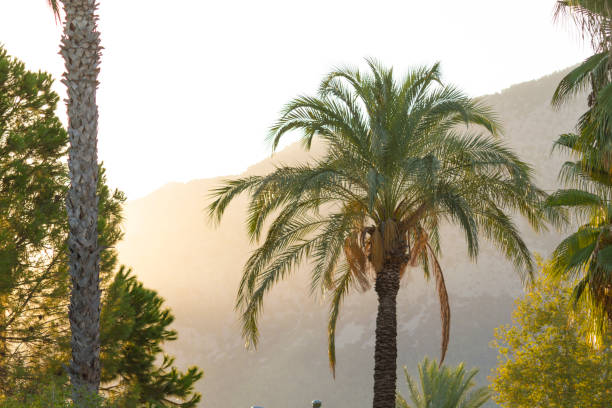Date palm tree against mountains in Turkey