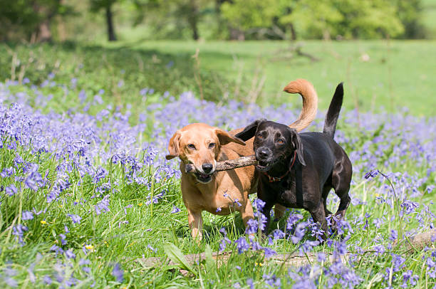 two dogs playing in the bluebells in rural england