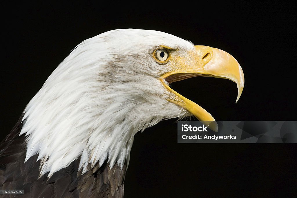 Sie Bald Eagle (Haliaeetus Leucocephalus - Lizenzfrei Adler Stock-Foto