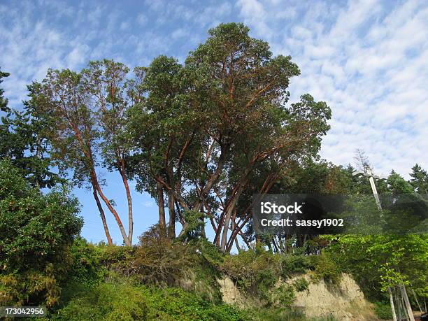 Madrona 나무 0명에 대한 스톡 사진 및 기타 이미지 - 0명, 2000-2009 년, 가까운