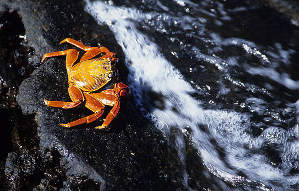 istock Sally Lightfoot crab, Galapagos 173043059