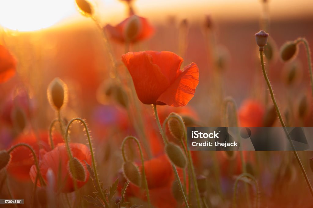 Poppy Field (contra luz solar com sino são - Foto de stock de Papoula - Planta royalty-free